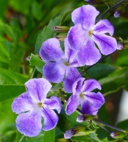 Almost Eden's Purple Lace Sky Flower, Duranta erecta 'Purple Lace', D. repens